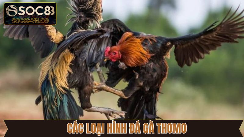 Đá Gà Thomo: Xem Trực Tiếp Và Đặt Cược Dễ Dàng Tại Soc88 3 Tìm hiểu các hình thức đá gà Thomo đang được ưa chuộng