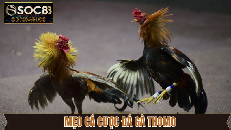 Đá Gà Thomo: Xem Trực Tiếp Và Đặt Cược Dễ Dàng Tại Soc88 4 Chia sẻ kinh nghiệm đặt cược đá gà Thomo thắng lớn cho tân thủ