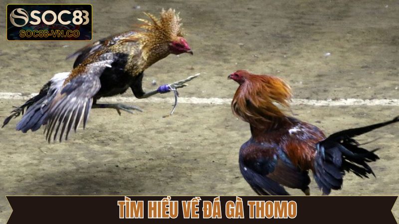 Đá Gà Thomo: Xem Trực Tiếp Và Đặt Cược Dễ Dàng Tại Soc88 2 Giới thiệu sơ lược về trường gà Thomo