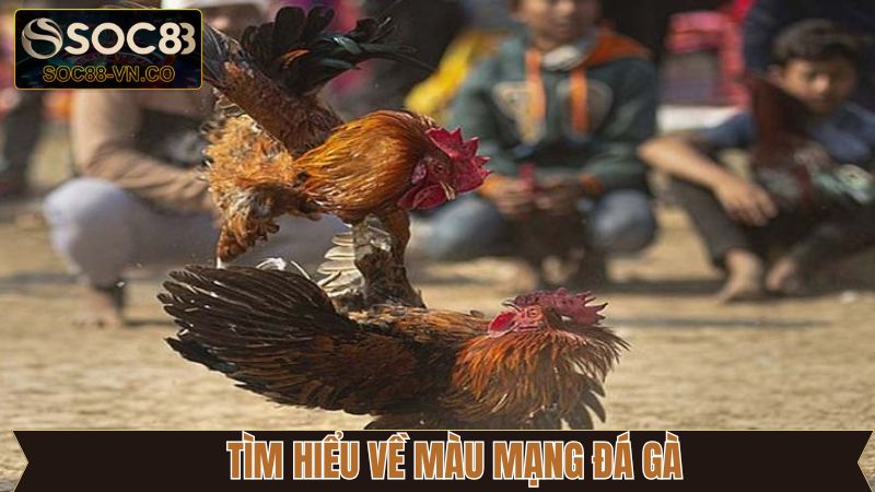 Màu Mạng Đá Gà - Khám Phá Yếu Tố Phong Thủy Cùng Soc88 2 Sơ lược về tầm quan trọng của màu mạng đá gà
